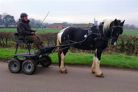 Carriage driving training Horses/ponies - D K Carriage Horses | Horse ...