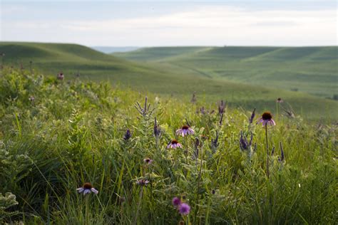 Konza Prairie | Manhattan Convention & Visitors Bureau