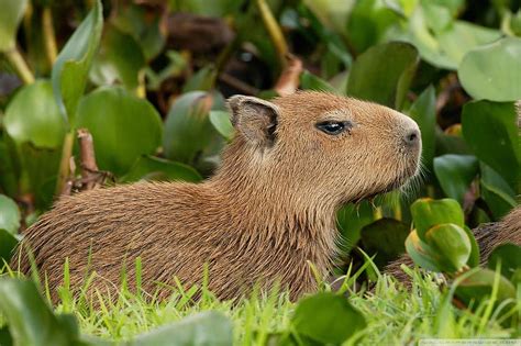 Capybra dril, capibara, capybara, somalian_drill, drill HD phone wallpaper | Pxfuel