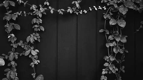 Gray Vine, ivy, liana, climber or creeper plant growth on black wooden ...