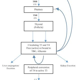 The Flowchart of Thyroid Hormones Regulation [2] | Download Scientific ...