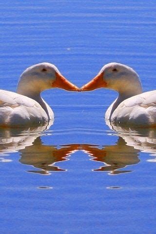 ducks kissing | Animals kissing, Pet birds, Cute animals