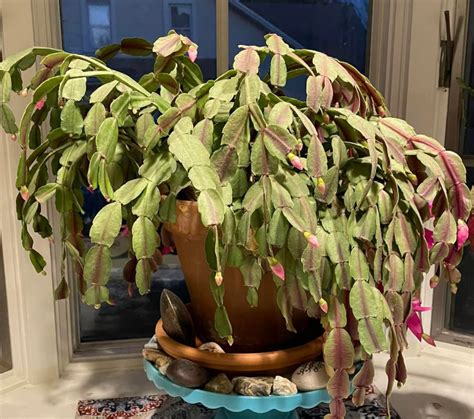 Types of Christmas Cactus Colors and Pictures – Citycacti