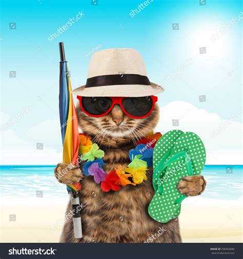 235 Funny Cat Going On Vacation Images, Stock Photos & Vectors | Shutterstock