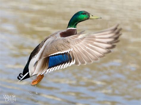 Mallard Duck wallpaper | 1024x768 | #74871