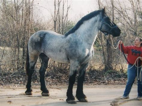 a beautiful blue roan percheron | Percheron horses, Horses, Big horses