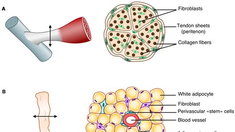 Connective Tissue Examples In The Human Body