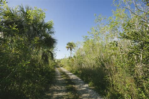 Hiking The Everglades Trails and Photographing Its Beautiful Environment