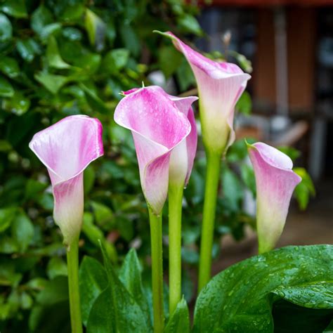Perfectly Pink Calla Lily Bulbs For Sale | Calla Pink Melody – Easy To ...