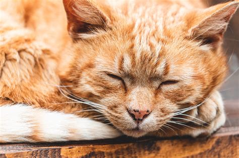 Sleeping Ginger Cat Free Stock Photo | picjumbo