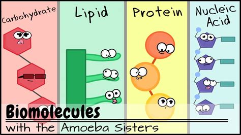 Macromolecules Diagram | Quizlet