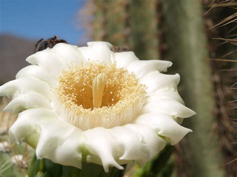 Saguaro Cactus Blossom Related Keywords & Suggestions - Saguaro ... | Cactus flower, Flowers ...