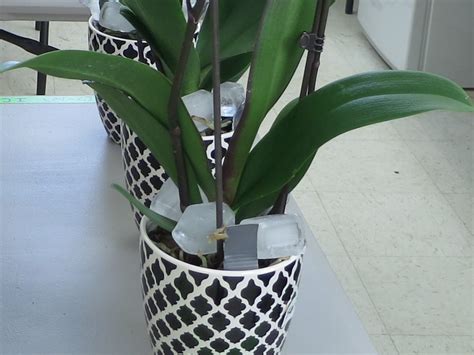 Watering Phalaenopsis orchids with ice cubes | Greenhouse Industry ...