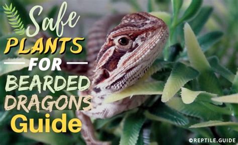 What Plants Can Bearded Dragons Eat? - ReptileStartUp.com