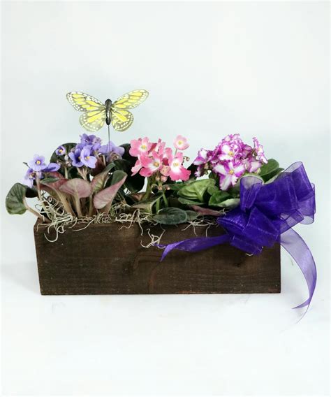 Violet Trio Box | Louisville (KY) Same-Day Plant Delivery | Nanz & Kraft Florist