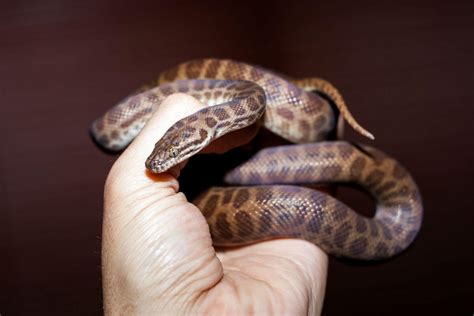 Python Melbourne | Plenty of baby Pythons that make GREAT Pets