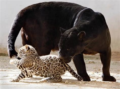 Learn about 112+ imagen black panther jaguar animal - In.thptnganamst ...