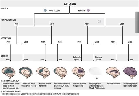 APHASIA FLOWCHART Diagram | Quizlet