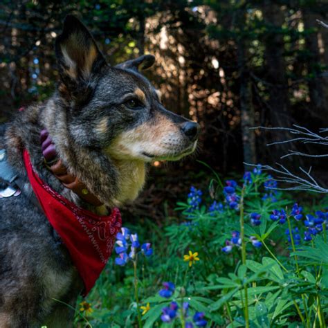 Dog Friendly Road Trip British Columbia: Lillooet, Kamloops & Clearwater