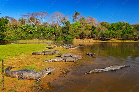 Caiman, Yacare Caiman, crocodiles in river surface, evening with blue ...