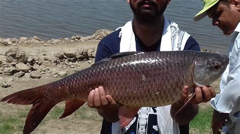 Fishing in Pakistan | Rahu | Beautiful rahu fish | - YouTube