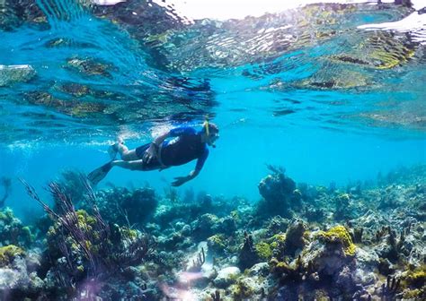 Snorkeling in Turks & Caicos, Providenciales Snorkeling Sites, Reef