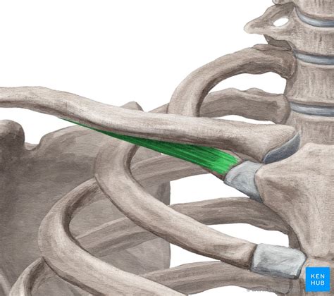 Subclavius muscle: Anatomy, innervation and function | Kenhub