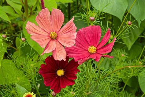 How to Grow Cosmos Flowers for a Gorgeous Garden | Garden Design