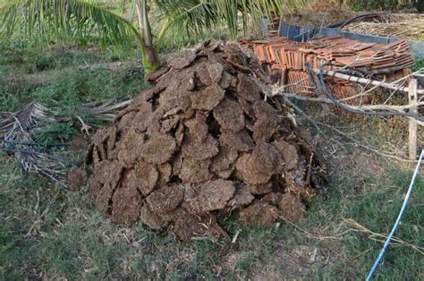 How to Make Cow Dung Manure Compost: A Step-by-Step Guide to Use in ...