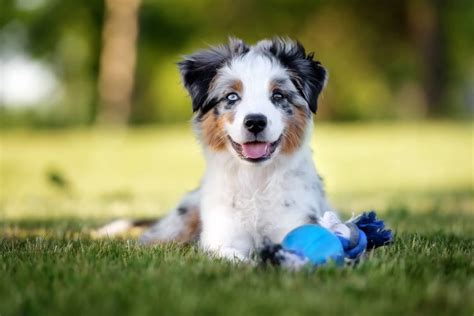 Are Mini Australian Shepherd Mixes Good With Cats