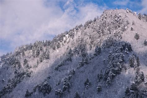 Premium Photo | Snowy spruce trees in the mountains