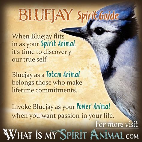 Bluejay Symbolism & Meaning | Bluejay Spirit, Totem & Power Animal