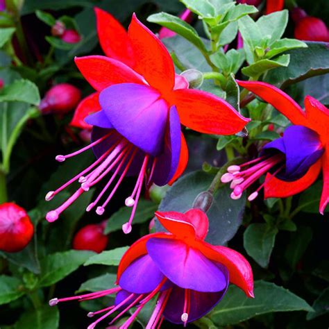 Potted Fuchsia - Plant Delivery NYC - plantshed.com