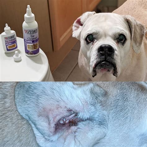 Zymox Ear Solution for Dogs Review!