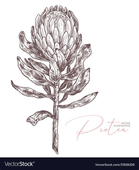 King protea sketch isolated Royalty Free Vector Image