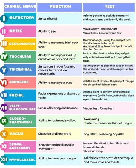 Cranial nerves function – Artofit