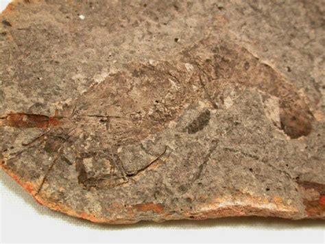 Class Malacostraca Fossil