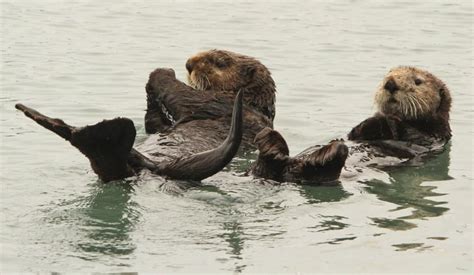 Sea otters make a comeback in southeast Alaska, and fishermen aren't happy | CBC News