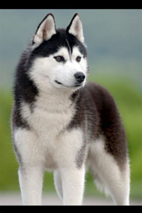 Love the fur | Siberian husky dog, Dog breeds, Dog breeds medium