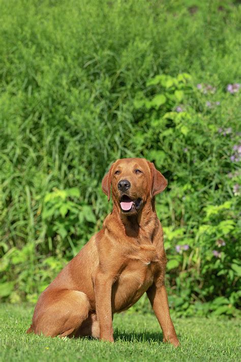 Fox Red Labrador Retriever Photograph by Linda Arndt - Fine Art America