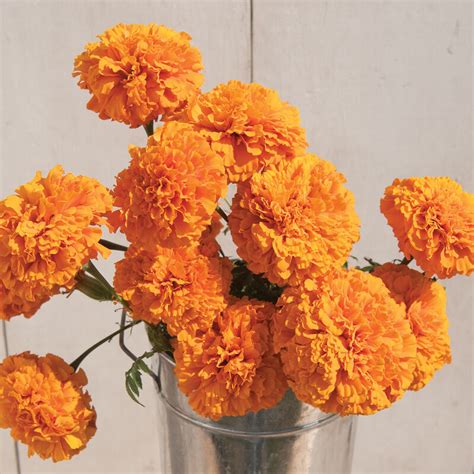 Giant Orange - Marigold Seed | Johnny's Selected Seeds