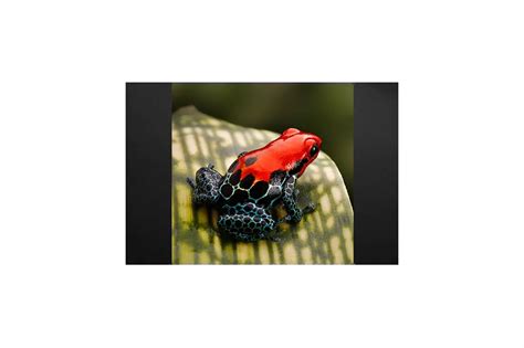 Tableau déco grenouille rouge - Izoa