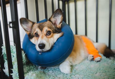 How am I able to help my dog after surgery? | Torrance Vets