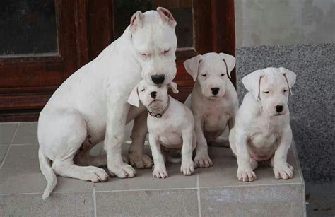 Is A Dogo Argentino A Good Family Dog