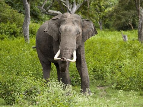 Coorg_Wildlife | Trawell.in Blog