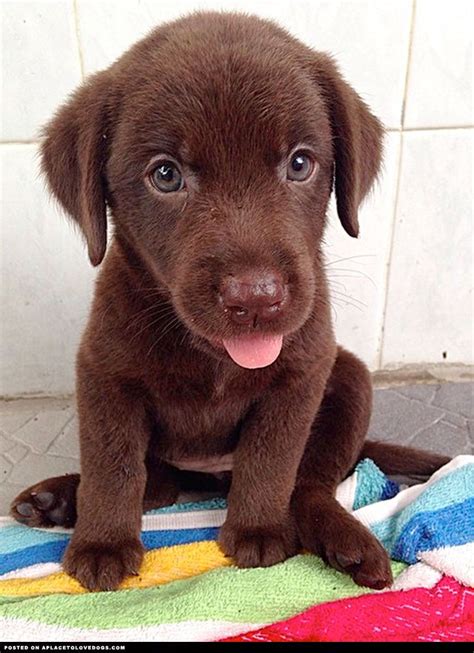 Cute Chocolate Labrador Puppy | Thank God for animals... | Pinterest ...