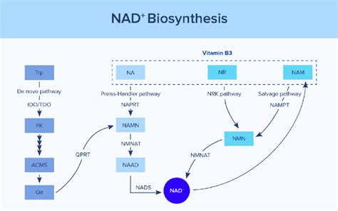 Basic NAD Biosynthesis Pathways. Abbreviations: Tryptophan (Trp ...