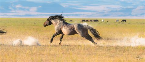 Wild Horse Photography – Fight | Photography of Wild Horses - Onaqui Herd