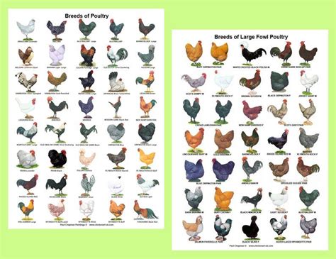 A4 Laminated Posters. Breeds of Poultry, 2 different posters in 2021 | Chicken breeds, Chicken ...