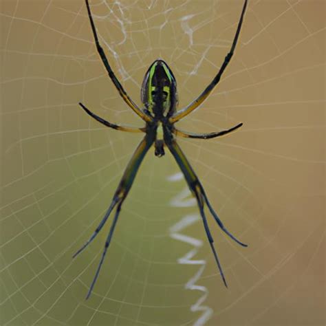 Avondale Spider: Unraveling the Mysteries of an Enigmatic Arachnid